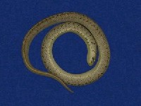Taiwan Leopard Snake Collection Image, Figure 6, Total 10 Figures